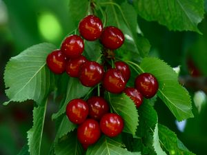 Preview wallpaper cherry, berries, leaves, macro