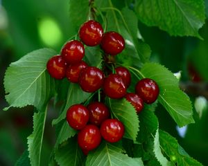Preview wallpaper cherry, berries, leaves, macro