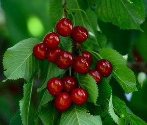 Preview wallpaper cherry, berries, leaves, macro