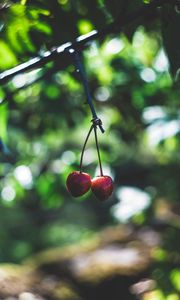 Preview wallpaper cherry, berries, red, ripe, branch