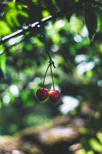 Preview wallpaper cherry, berries, red, ripe, branch