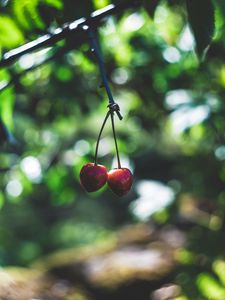 Preview wallpaper cherry, berries, red, ripe, branch