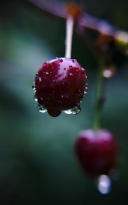 Preview wallpaper cherry, berry, drops, macro, blur