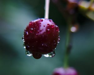 Preview wallpaper cherry, berry, drops, macro, blur