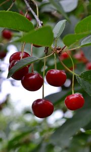 Preview wallpaper cherry, berry, fruit, branch, leaves