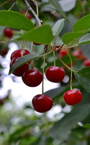 Preview wallpaper cherry, berry, fruit, branch, leaves