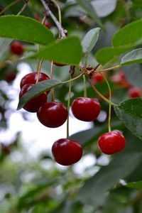 Preview wallpaper cherry, berry, fruit, branch, leaves