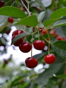 Preview wallpaper cherry, berry, fruit, branch, leaves