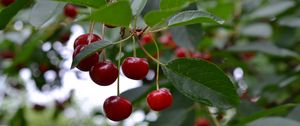 Preview wallpaper cherry, berry, fruit, branch, leaves