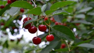 Preview wallpaper cherry, berry, fruit, branch, leaves