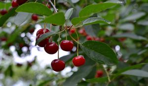 Preview wallpaper cherry, berry, fruit, branch, leaves