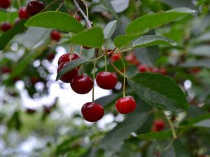 Preview wallpaper cherry, berry, fruit, branch, leaves