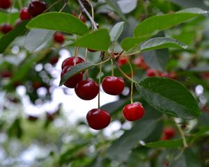 Preview wallpaper cherry, berry, fruit, branch, leaves