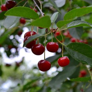 Preview wallpaper cherry, berry, fruit, branch, leaves