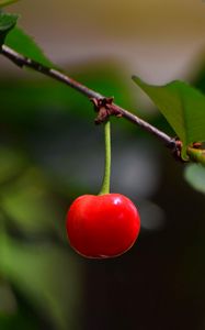 Preview wallpaper cherry, berry, leaves, branch, macro