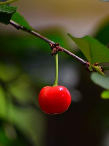 Preview wallpaper cherry, berry, leaves, branch, macro