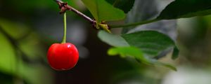 Preview wallpaper cherry, berry, leaves, branch, macro