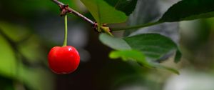 Preview wallpaper cherry, berry, leaves, branch, macro