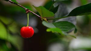 Preview wallpaper cherry, berry, leaves, branch, macro
