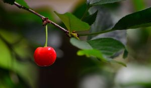 Preview wallpaper cherry, berry, leaves, branch, macro