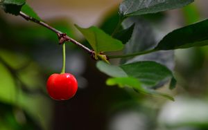 Preview wallpaper cherry, berry, leaves, branch, macro