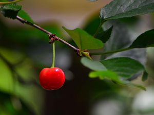 Preview wallpaper cherry, berry, leaves, branch, macro