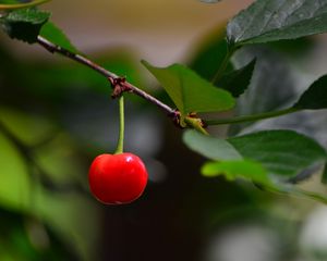 Preview wallpaper cherry, berry, leaves, branch, macro