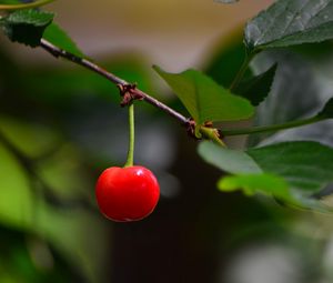 Preview wallpaper cherry, berry, leaves, branch, macro