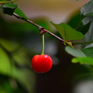 Preview wallpaper cherry, berry, leaves, branch, macro
