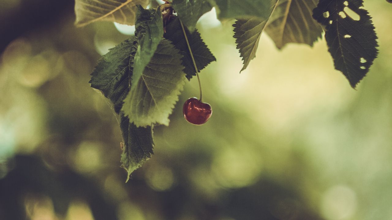 Wallpaper cherry, berry, leaves, blur, minimalism