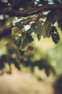 Preview wallpaper cherry, berry, leaves, blur, minimalism