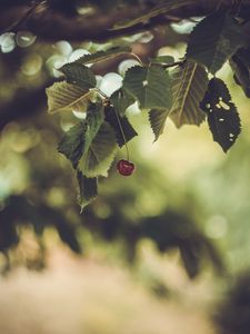 Preview wallpaper cherry, berry, leaves, blur, minimalism