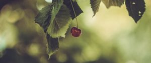 Preview wallpaper cherry, berry, leaves, blur, minimalism