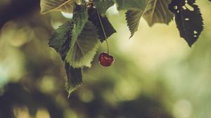 Preview wallpaper cherry, berry, leaves, blur, minimalism