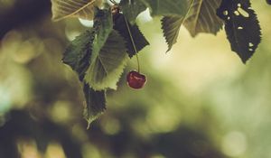 Preview wallpaper cherry, berry, leaves, blur, minimalism