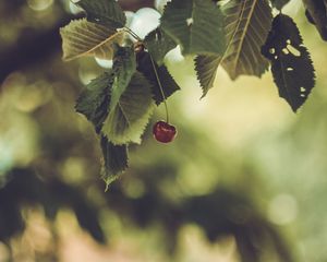Preview wallpaper cherry, berry, leaves, blur, minimalism