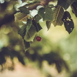 Preview wallpaper cherry, berry, leaves, blur, minimalism