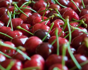 Preview wallpaper cherry, black, branch, ripe berry