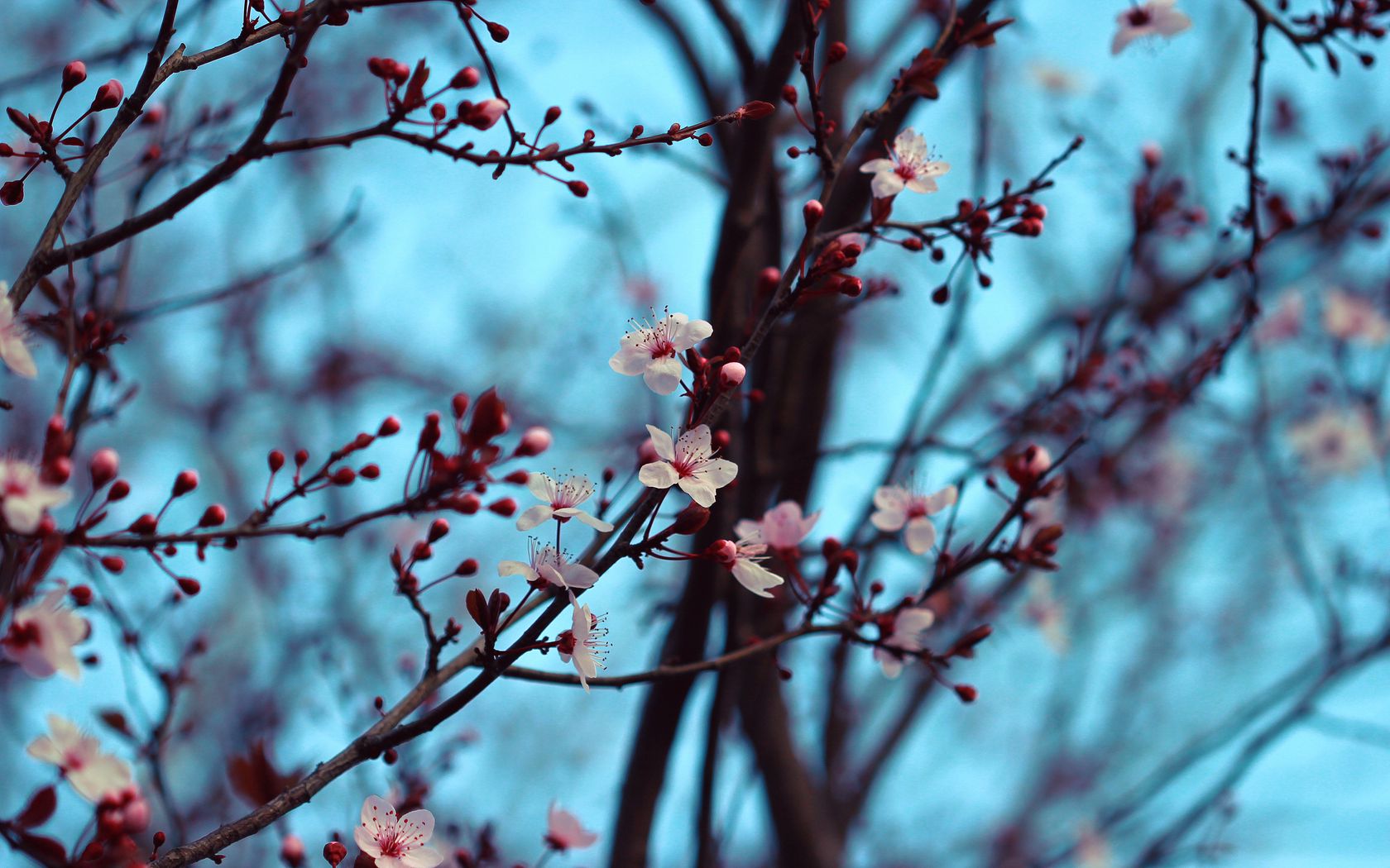 1680x1050 Wallpaper cherry, bloom, spring, branches, flowers