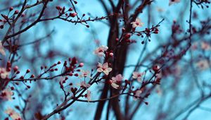 Preview wallpaper cherry, bloom, spring, branches, flowers
