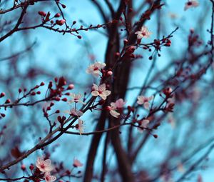 Preview wallpaper cherry, bloom, spring, branches, flowers