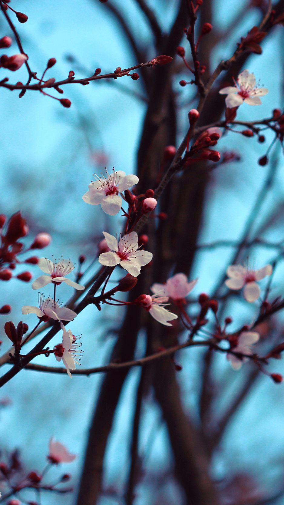 938x1668 Wallpaper cherry, bloom, spring, branches, flowers