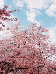 Preview wallpaper cherry, bloom, spring, flowers, branches, sky