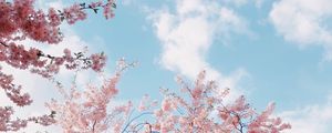 Preview wallpaper cherry, bloom, spring, flowers, branches, sky