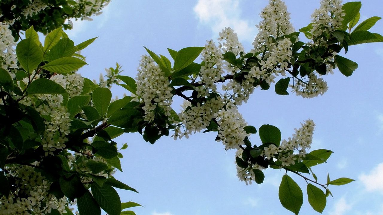 Wallpaper cherry, blossom, branch, leaf, sky, clouds