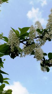 Preview wallpaper cherry, blossom, branch, leaf, sky, clouds