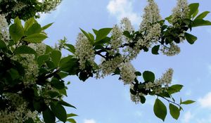 Preview wallpaper cherry, blossom, branch, leaf, sky, clouds