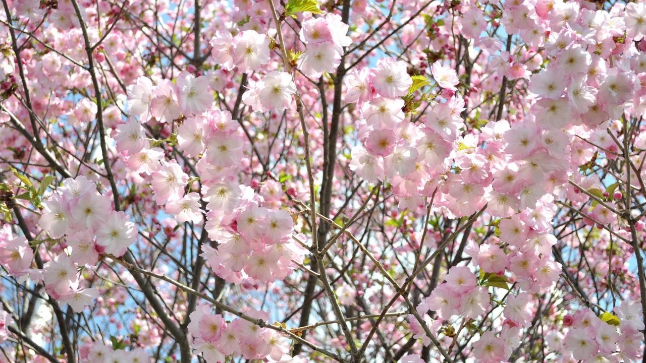 Wallpaper cherry, blossom, branch, sky, verdure, spring