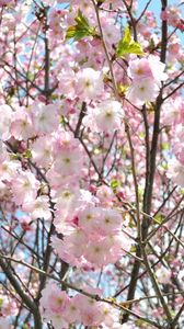 Preview wallpaper cherry, blossom, branch, sky, verdure, spring