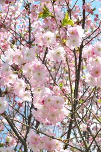 Preview wallpaper cherry, blossom, branch, sky, verdure, spring